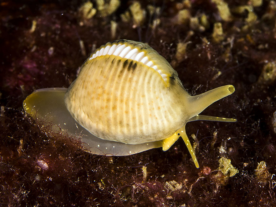 Trivia arctica